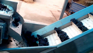 马丁5吨葡萄生产线视频