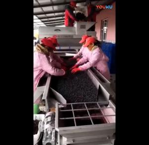 葡萄前处理生产线